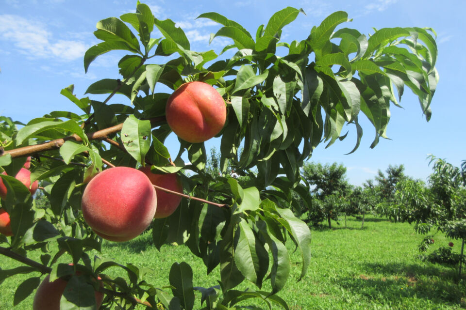 ワッサーは桃とネクタリンの特徴を併せもつ