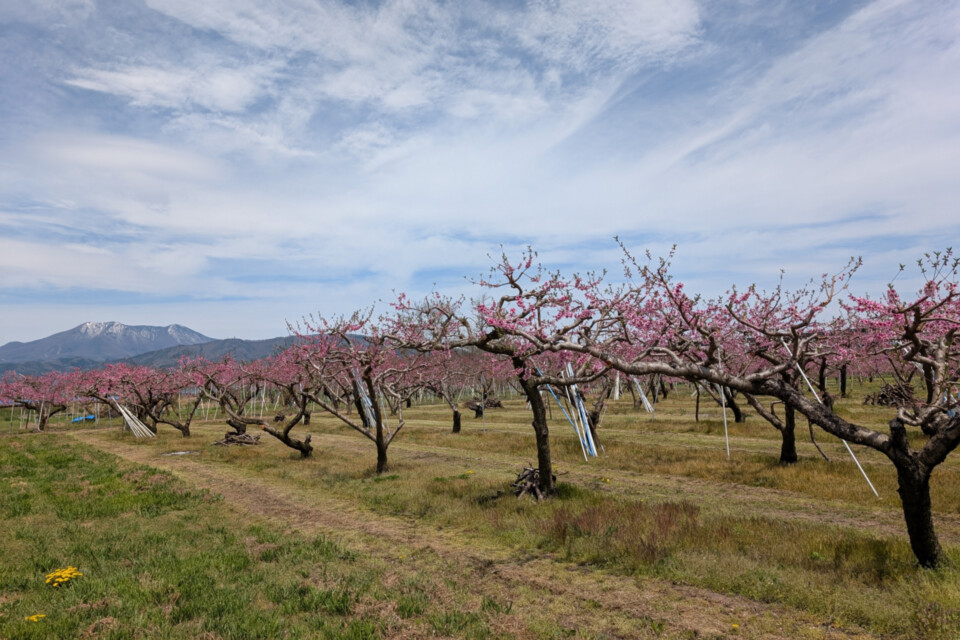 被災場所に植えられたワッサーの果樹園