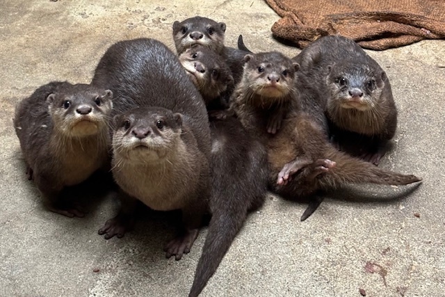 2024年10月1日に誕生したコツメカワウソの赤ちゃん