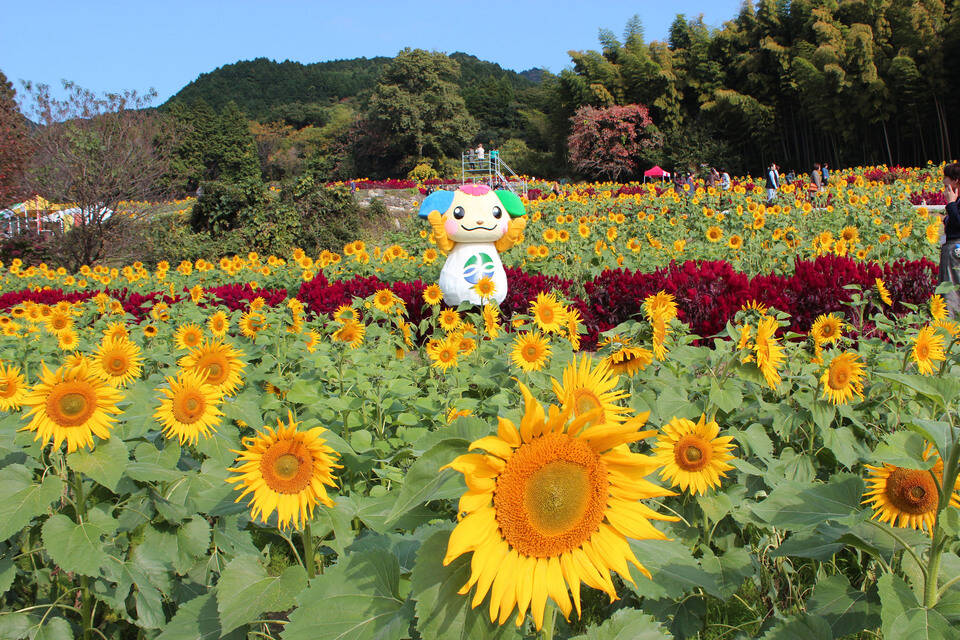 山田ひまわり園（11月に開園し「秋に咲くひまわり」として有名）