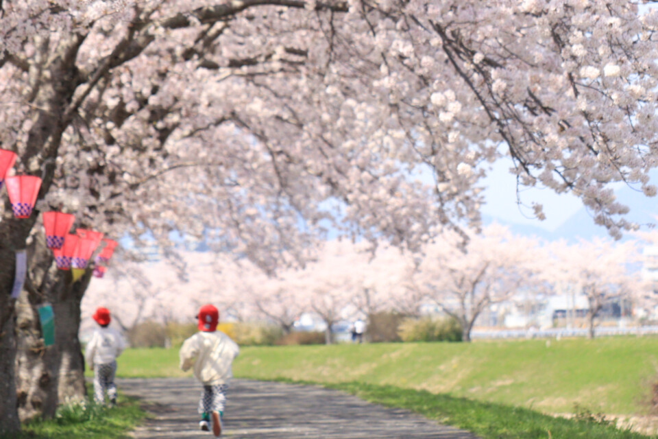 桜並木の下を元気に駆ける子どもたち