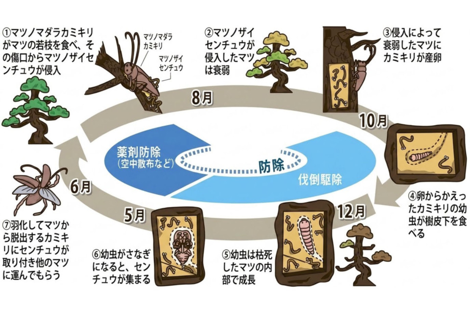 松枯れのメカニズム。ステージごとに適切な対策が求められる