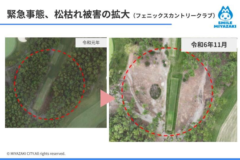被害が深刻なエリアの空撮。6年ほどでほとんどの松が枯れてしまっている