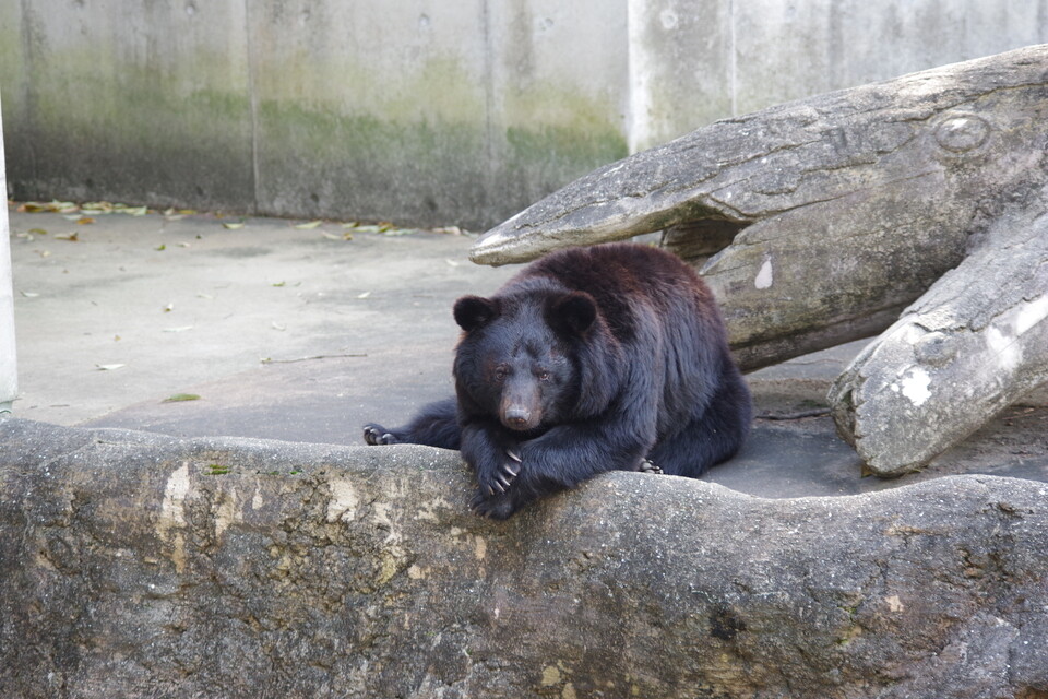 ゆったりくつろぐツキノワグマ