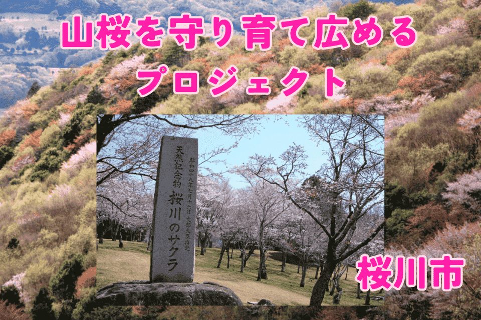 山桜を守り育て広めるプロジェクト