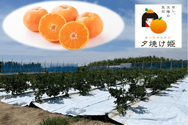 かんきつ(夕焼け姫)栽培・調査研究事業