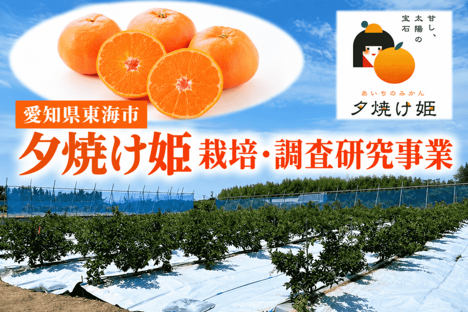 かんきつ(夕焼け姫)栽培・調査研究事業
