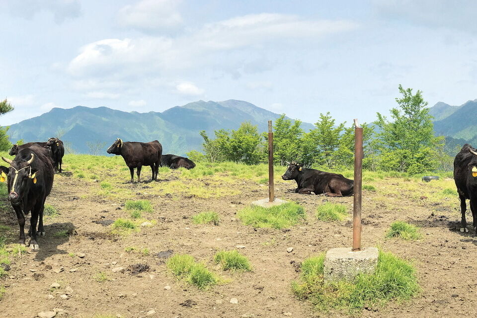 幻の黒毛和牛をブランディング!「大川黒牛」飼育数増頭プロジェクト