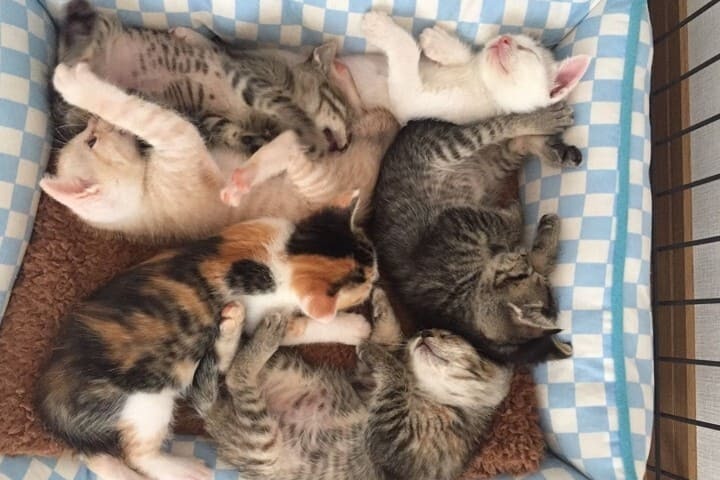 人と猫が幸せに暮らせる宇美町をめざして~地域猫活動で命をつなぐ~