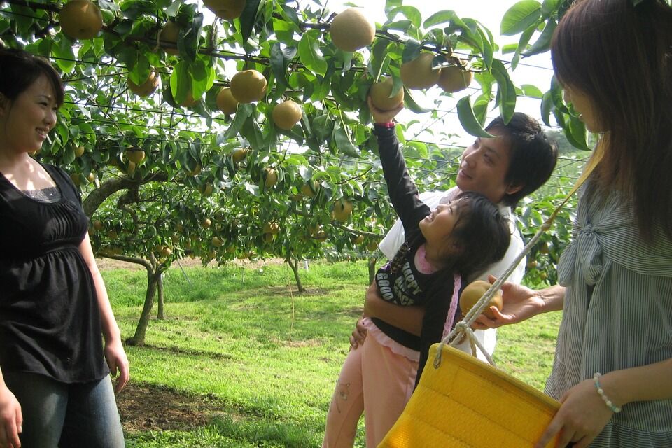 果樹も盛んです。梨の生産量は県内1です。