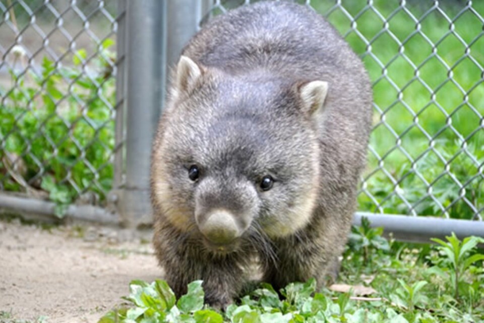 五月山緑地・動物園一体整備事業