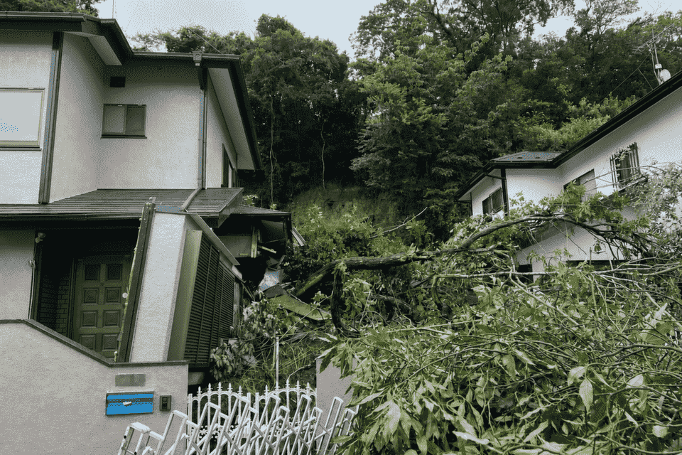 被害を受けた住宅と倒木
