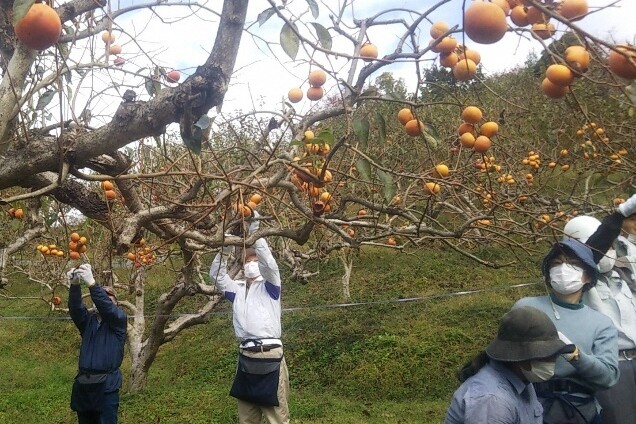 木津川市 千年の里山をつくるプロジェクト