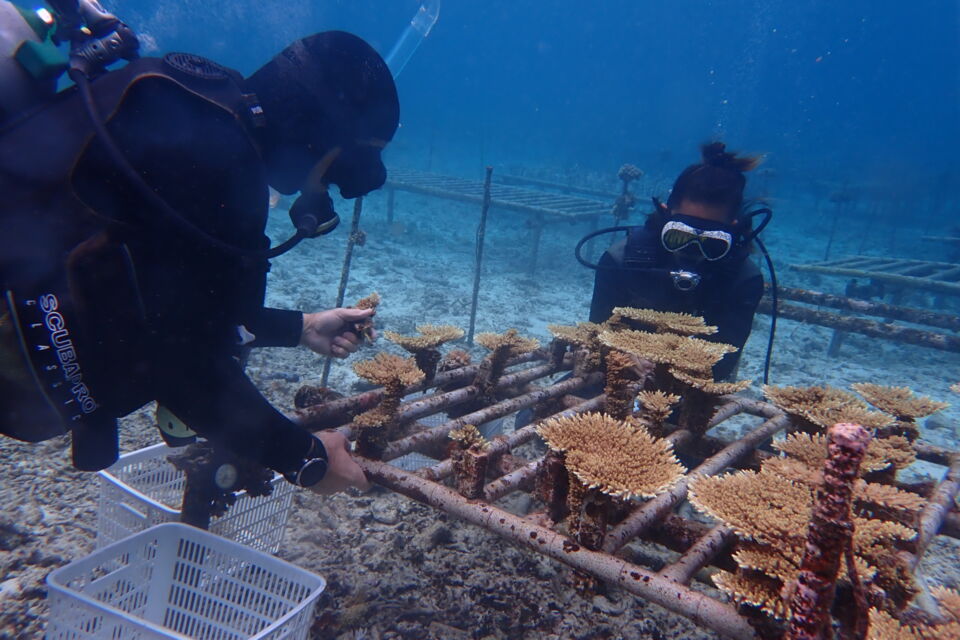 サンゴの植え付け