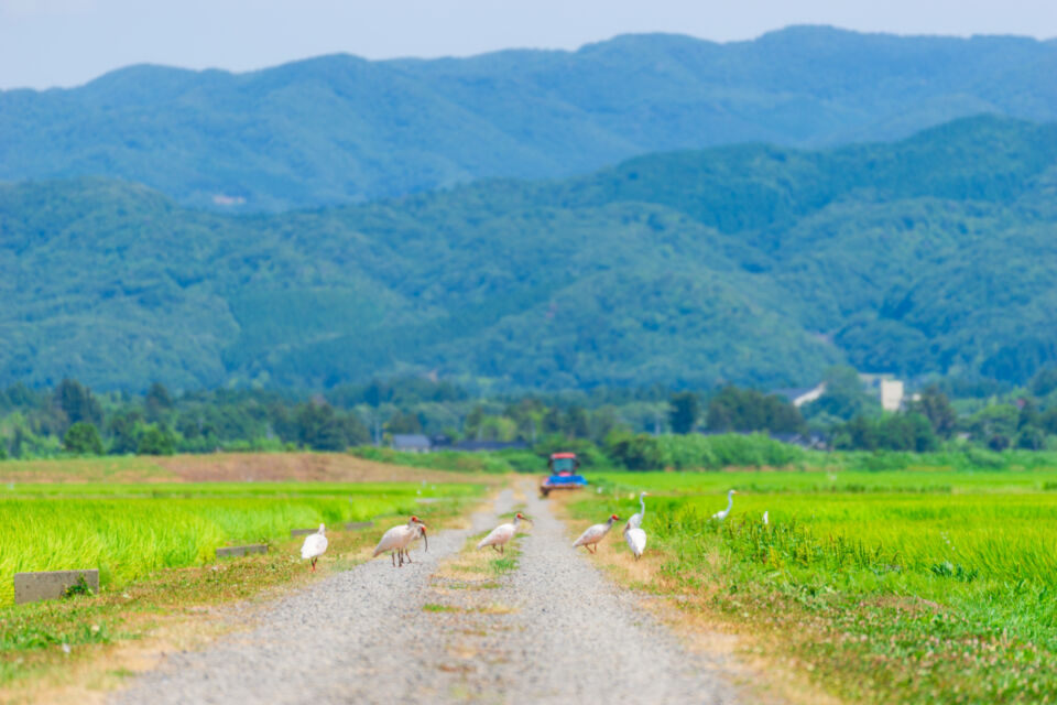 【生物多様性・SDGs】生物多様性が育む環境と経済の両立~自然との共生~