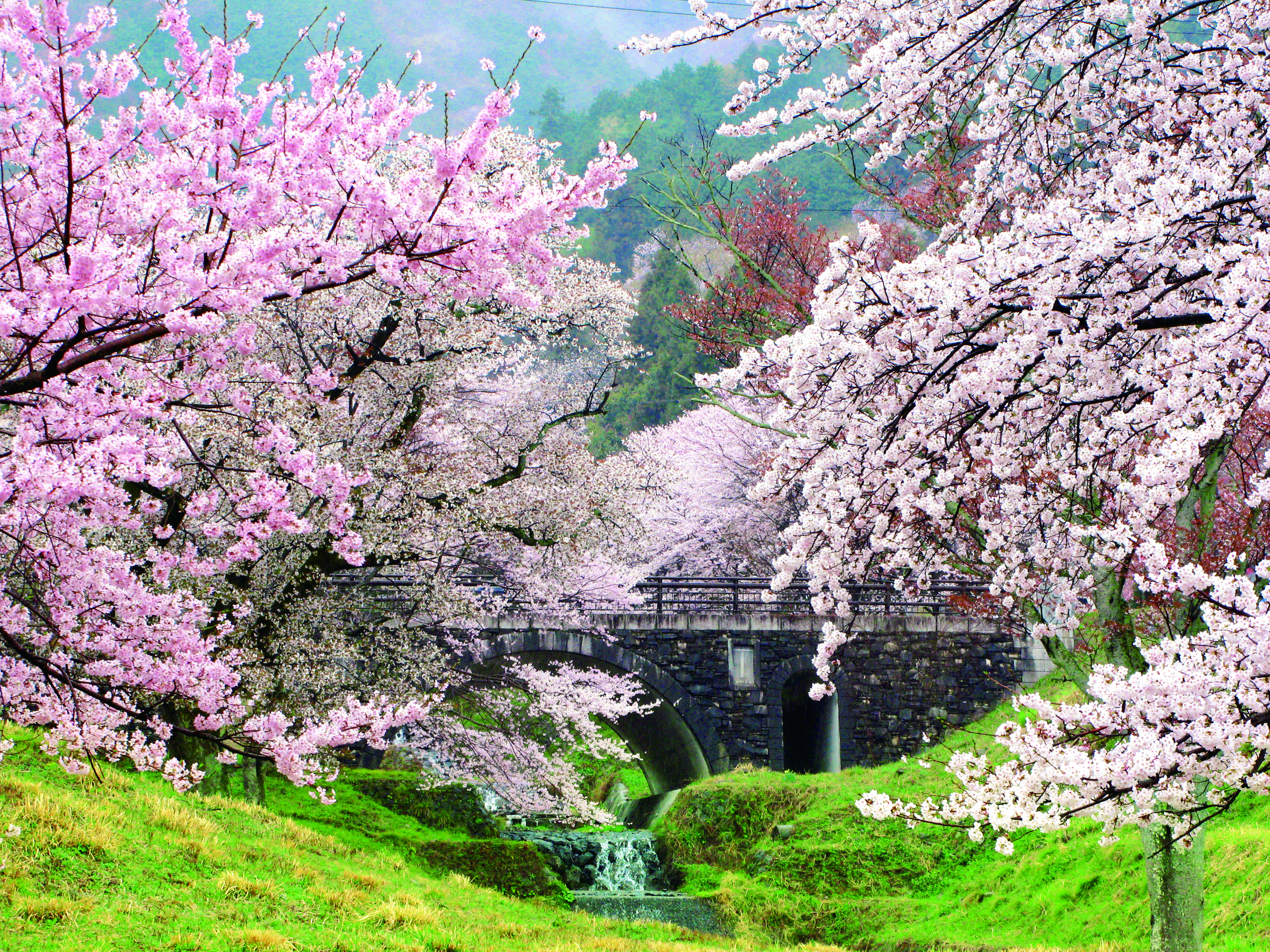 霞間ヶ渓の桜