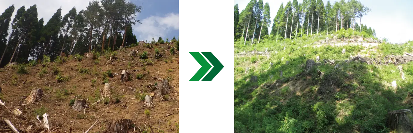 日南町湯河「稲積山」 (左) 2022年3月植林直後の様子　(右) 2023年5月の様子